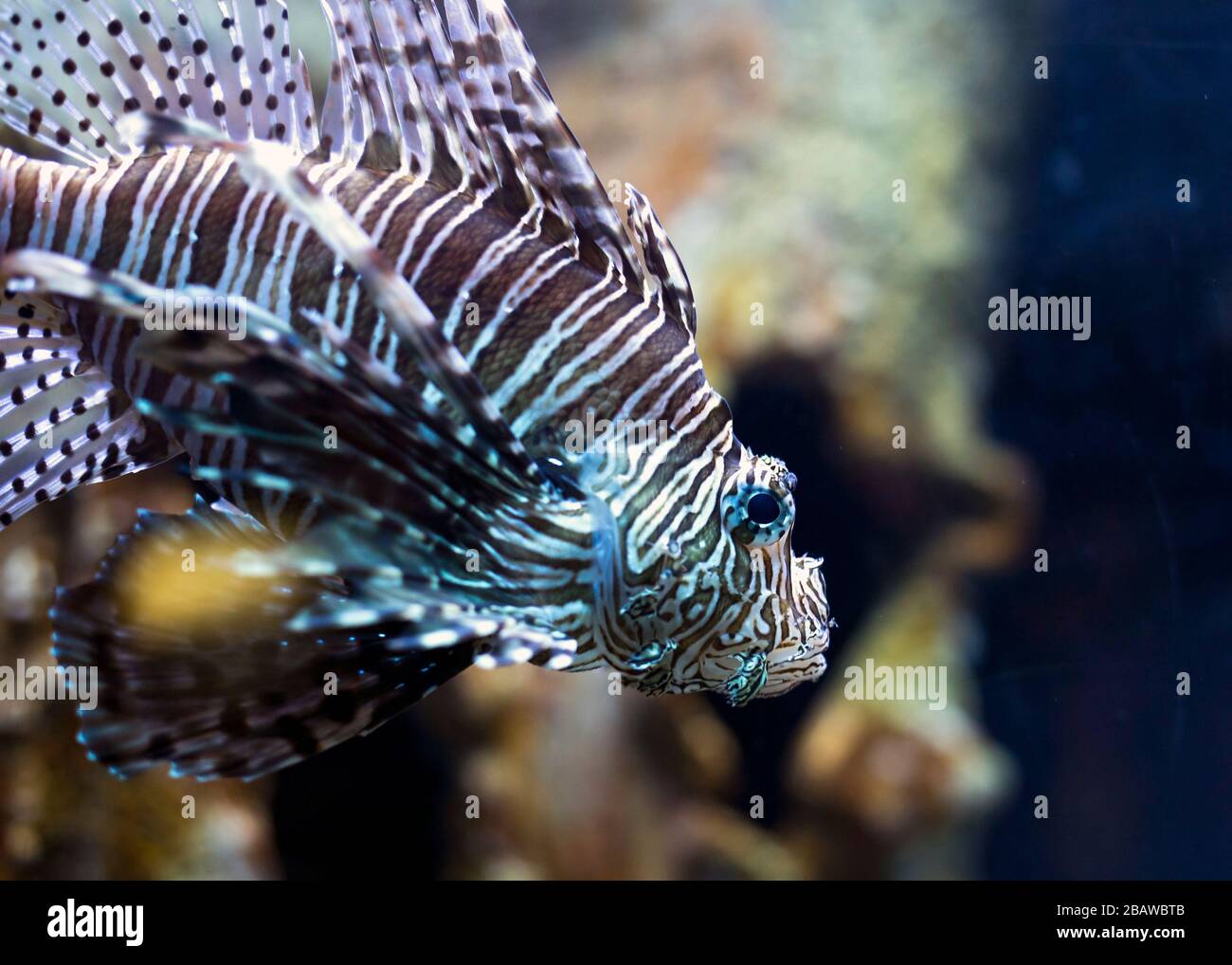 Pesci scorpione Foto Stock