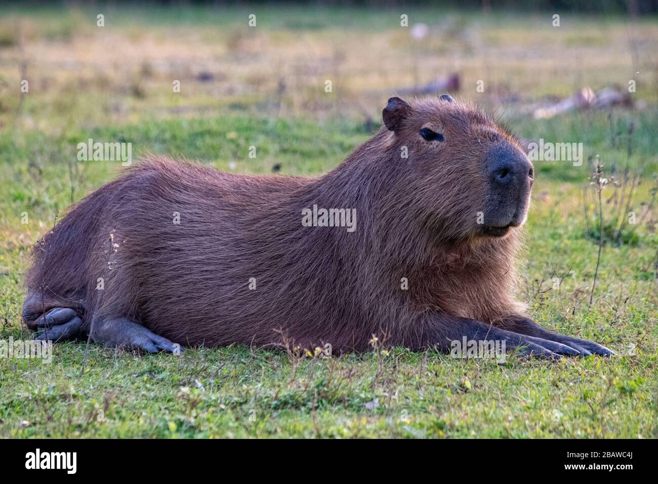 Capybara, parco nazionale Ibera, Argentina Foto Stock