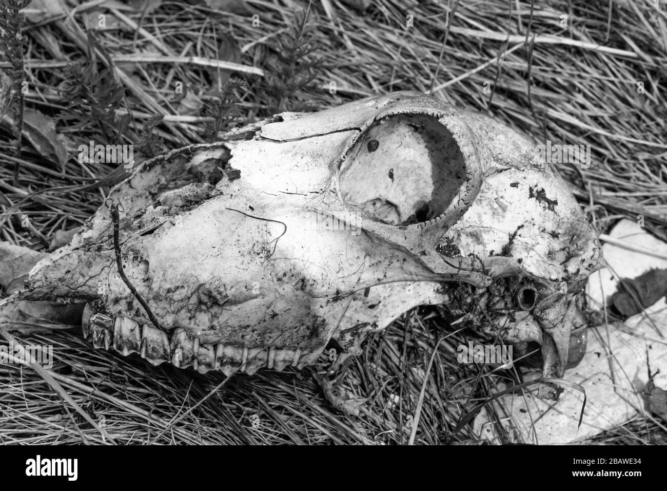 Cranio di una pecora su erba secca, monocromo. Foto Stock