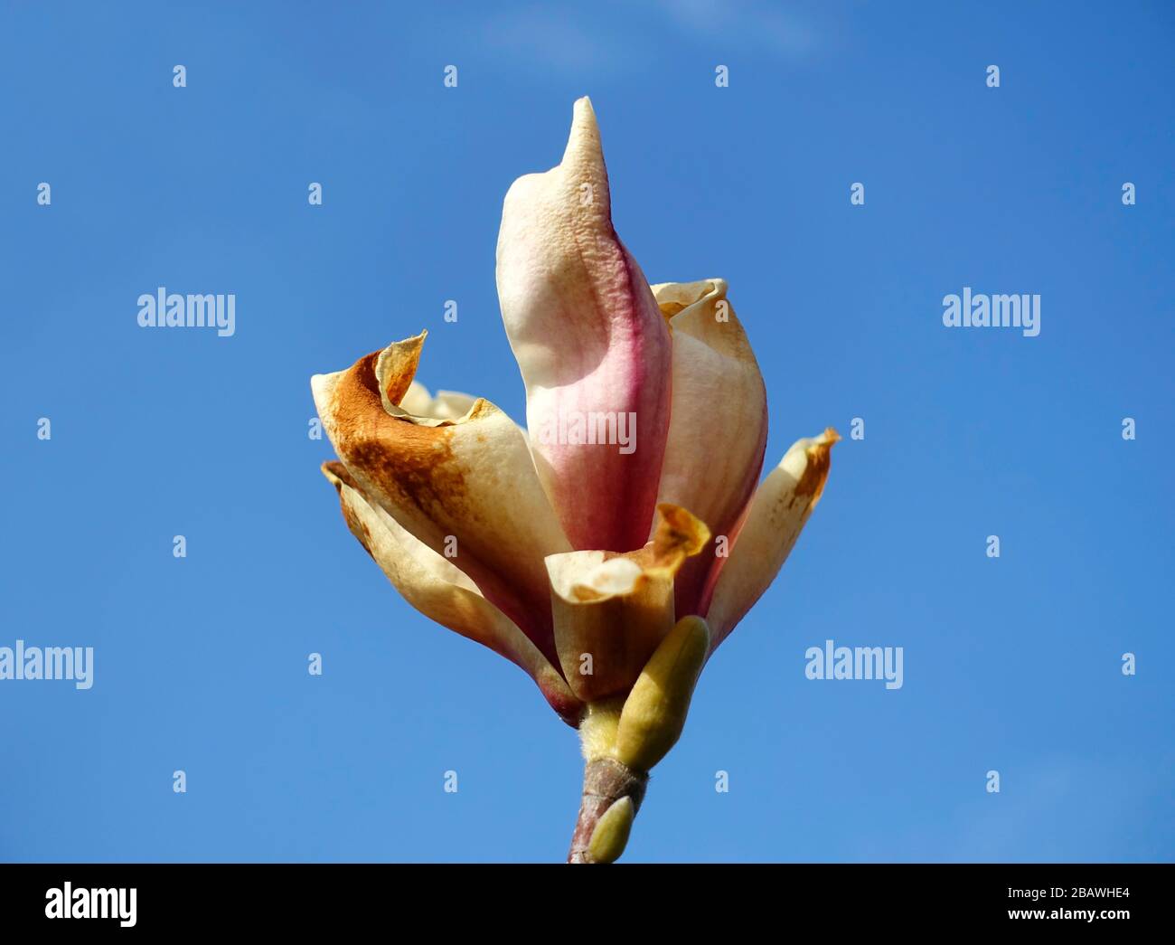 Danno di gelo ad un albero di magnolia Foto Stock