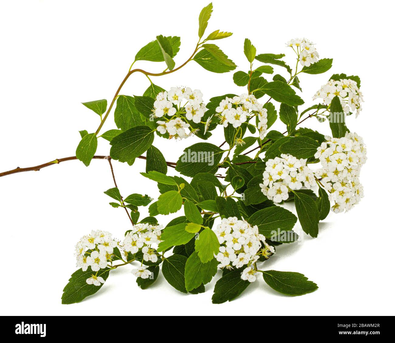 Fiori di Spirea aguta o Brides wreath, isolati su sfondo bianco Foto Stock