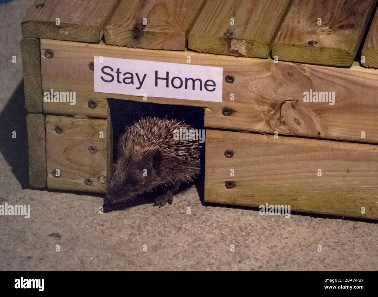 Hedgehog rimane a casa durante il blocco 2020 Covid-19 (virus corona) Foto Stock