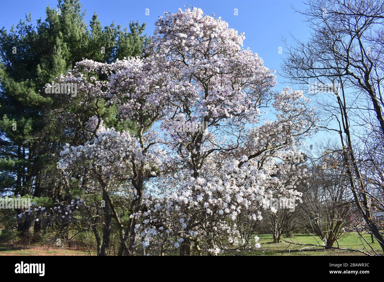 Alberi di magnolia in fiore all'inizio della primavera nei Rutgers Gardens, New Brunswick, New Jersey, Stati Uniti -03 Foto Stock