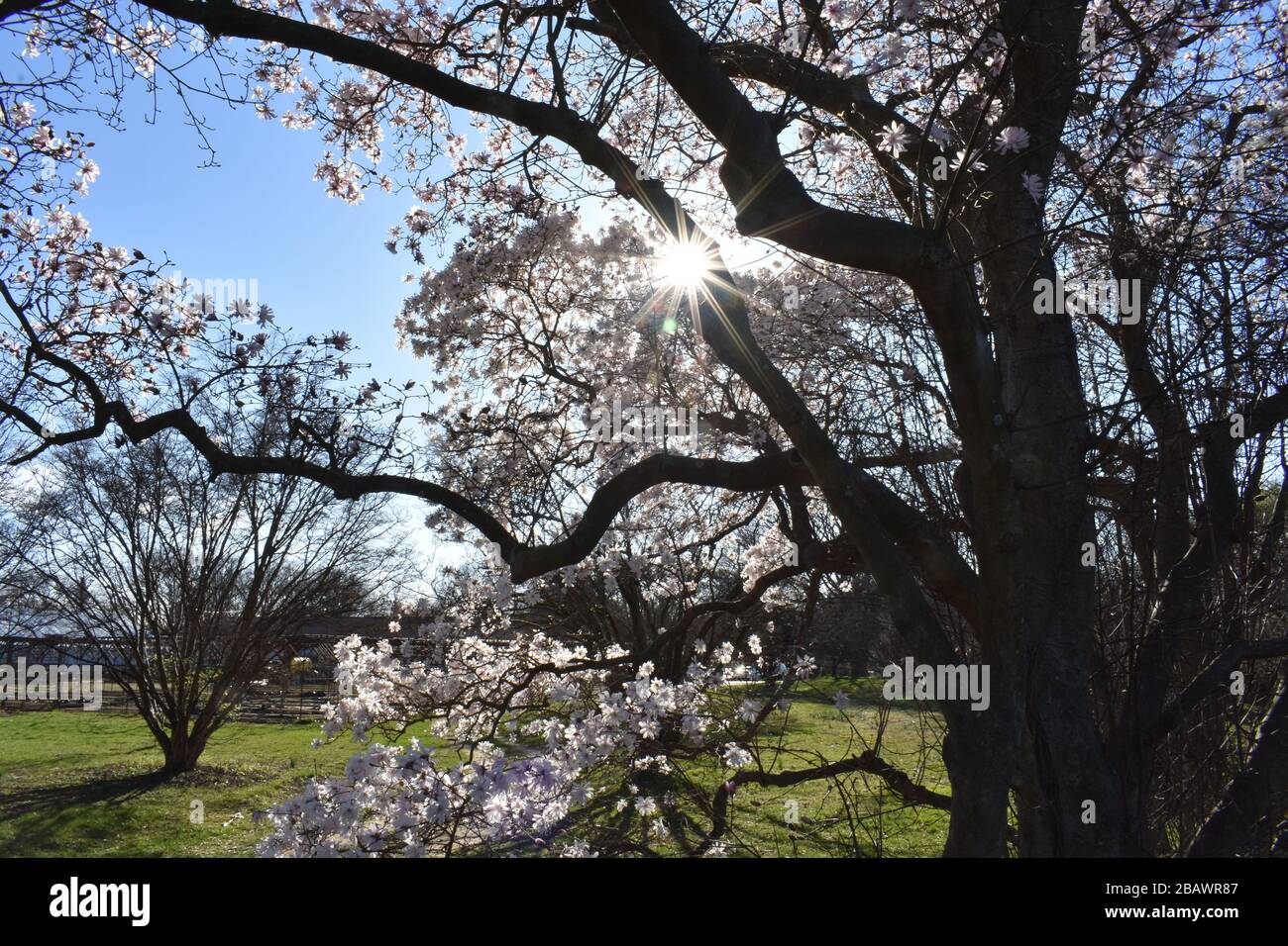 Alberi di magnolia in fiore all'inizio della primavera nei Rutgers Gardens, New Brunswick, New Jersey, Stati Uniti -04 Foto Stock