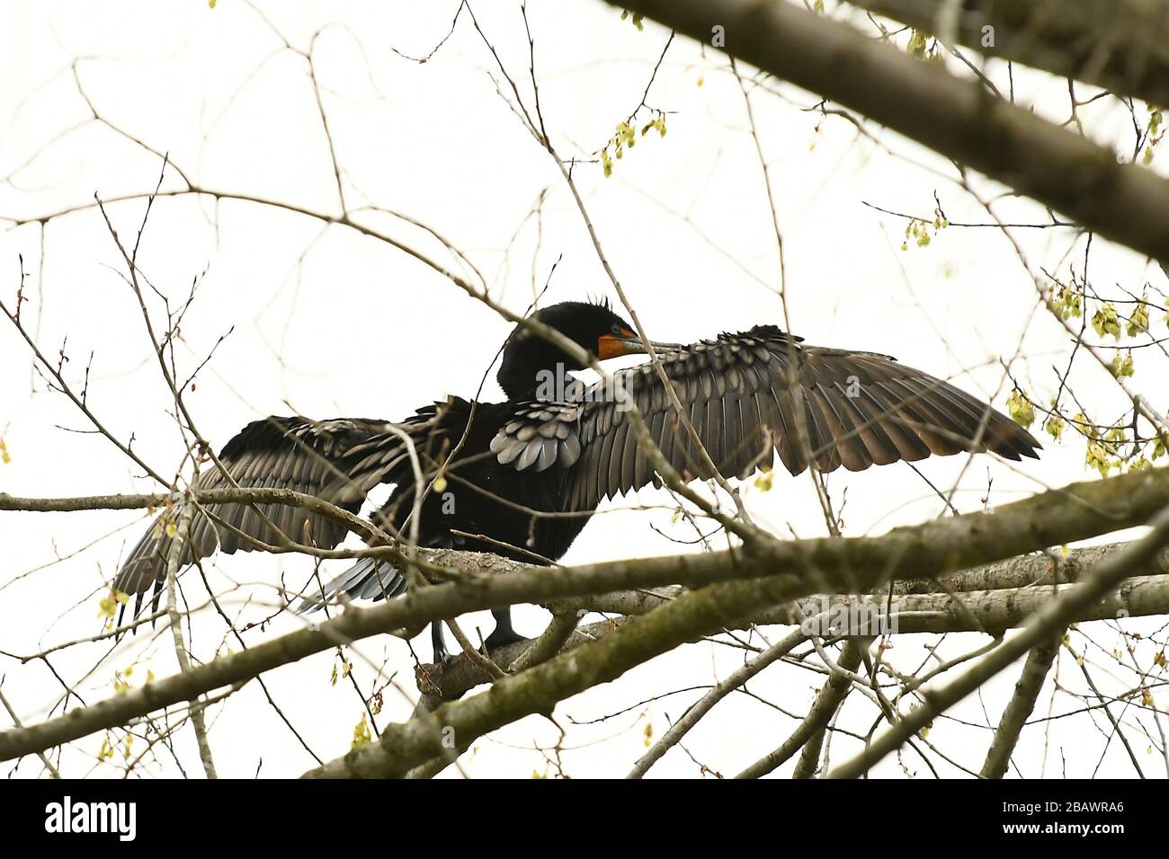 Cormorano arroccato in un albero con le ali spalmate Foto Stock