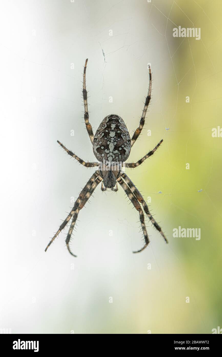 Un Spider con un bellissimo motivo a righe in attesa nel suo Cobweb sul balcone per Prey Foto Stock