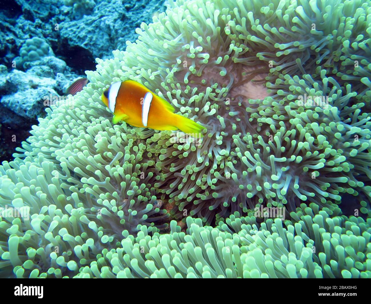 Rotmeer-Anemonenfisch (Anhiprion bicinttus) Foto Stock