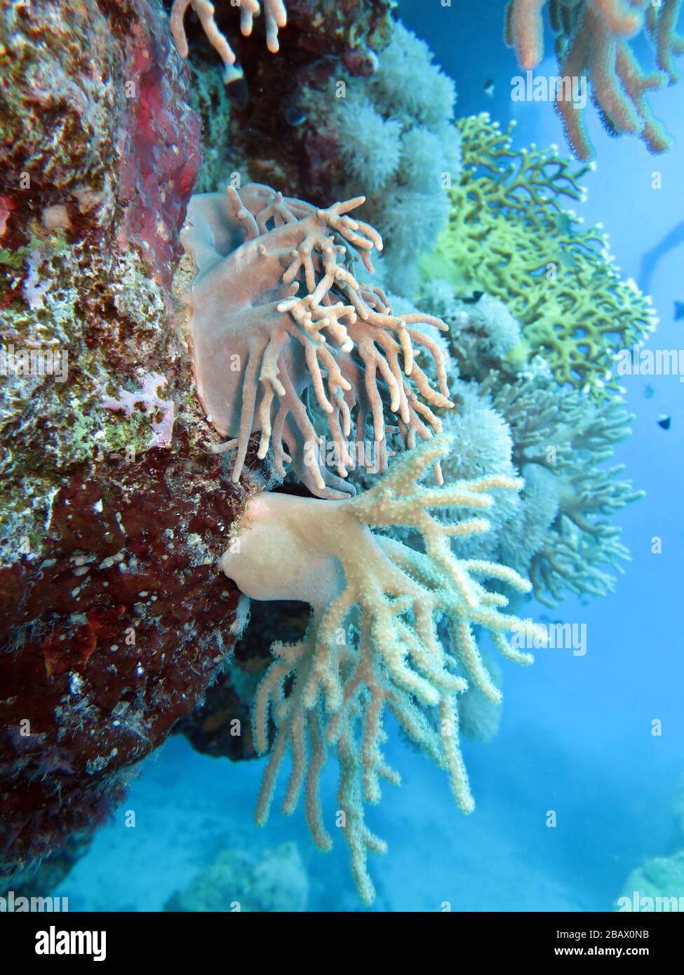 Verschiedene Korallen an einer Steilwand Foto Stock