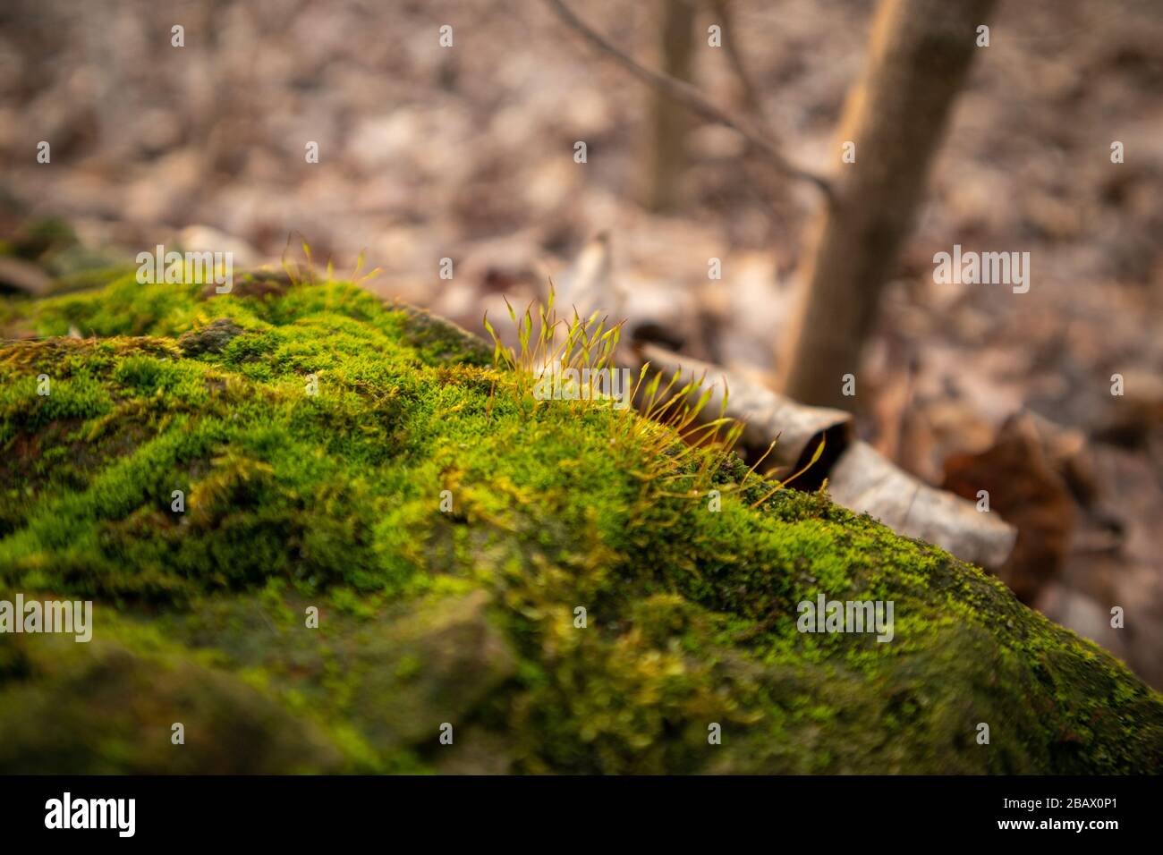 Foglie cadute nella foresta. Muschio sulla pietra. Foto Stock