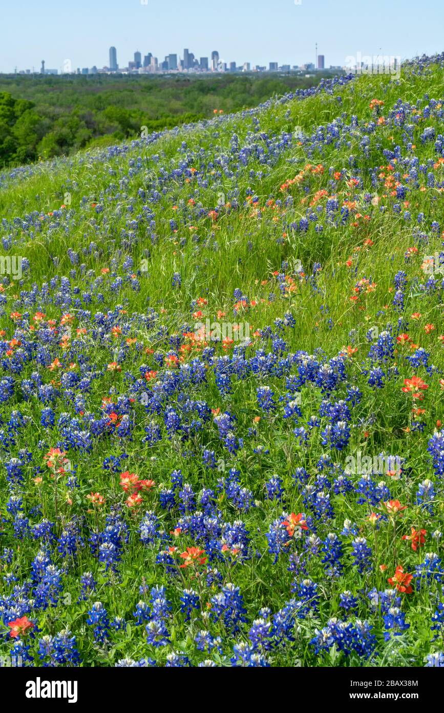 Vista unica dello skyline di Dallas da una collina ricoperta di fiori selvatici che fioriscono nella primavera del 2020 vicino a Dallas, Texas. Foto Stock