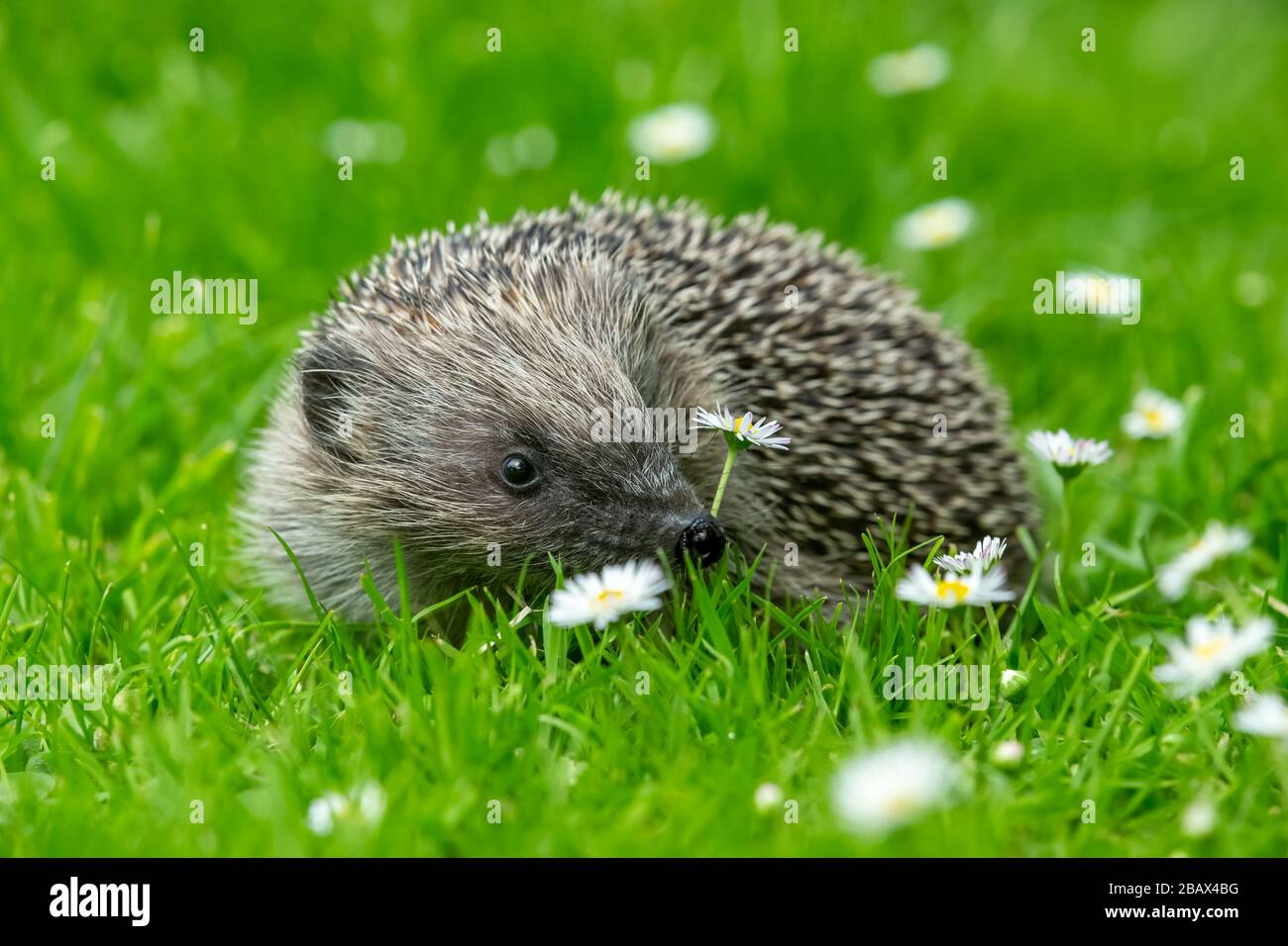 Hedgehog (nome scientifico: Erinaceus Europaeus), selvaggio, nativo, europeo hedgehog all'inizio di Springtime. Si affaccia direttamente nell'habitat naturale del giardino. Primo piano Foto Stock