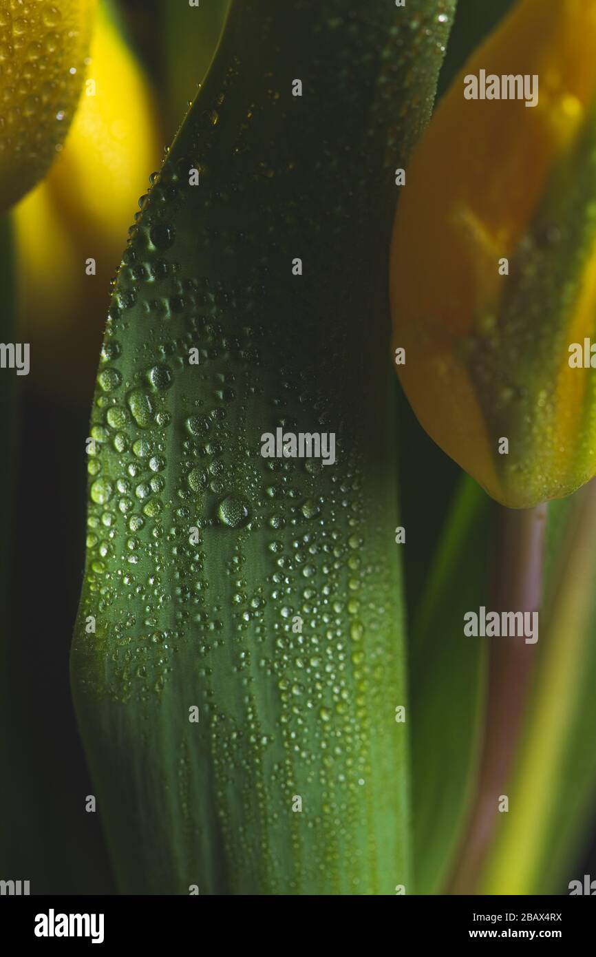 Piccole gocce d'acqua piovana cadono su una foglia verde Foto Stock