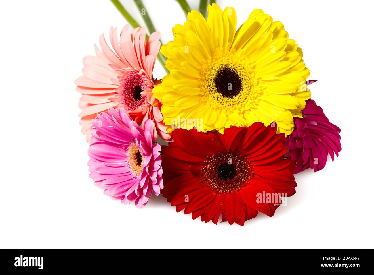 Bouquet di gerberi isolato su sfondo bianco da vicino. Foto Stock