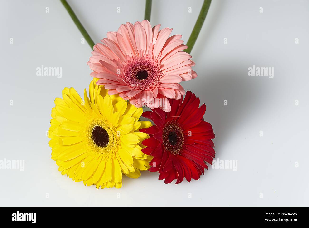 Bouquet di gerberi isolato su sfondo bianco da vicino. Foto Stock