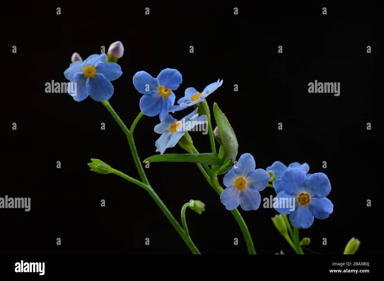 Dimenticami di non fiorire o Myosotis alpestris, macro sparata su sfondo nero Foto Stock
