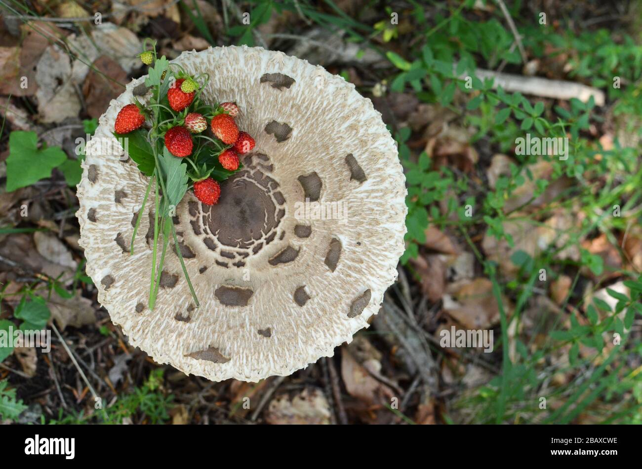 Mazzo di fragole selvatiche sulla procera di Macrolepiota o fungo di Parasol in habitat naturale, vista dall'alto Foto Stock