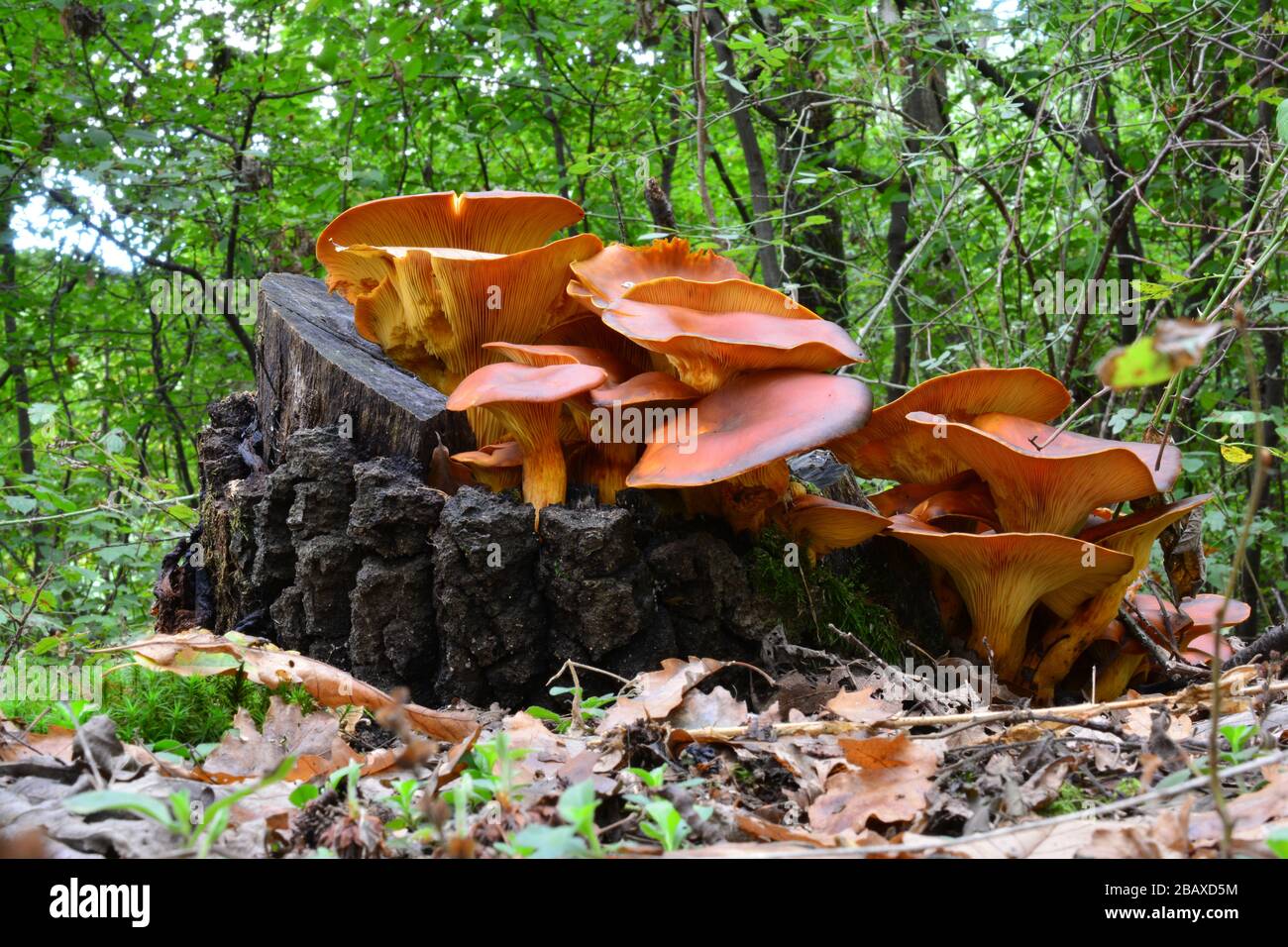 Jack o'Lantern o Omphalotus olearius (lludenti) funghi in habitat naturale, su un ceppo di quercia, tossico ma bello, decorazione forestale Foto Stock