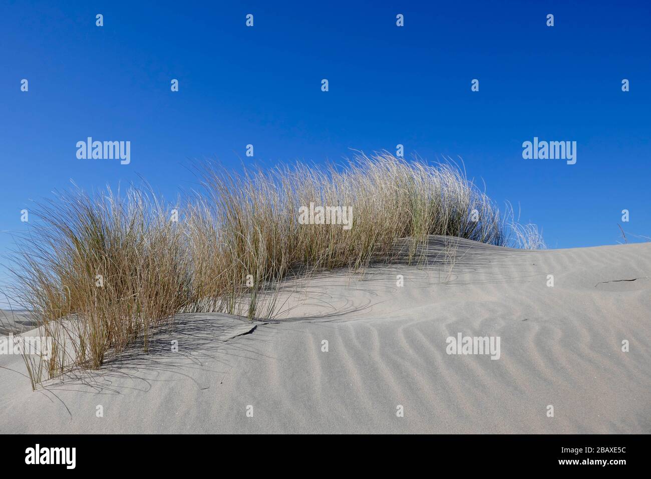 Erba sulle dune appena formate al progetto di Zandmotor a Kijkduin, Den Haag, Olanda Foto Stock