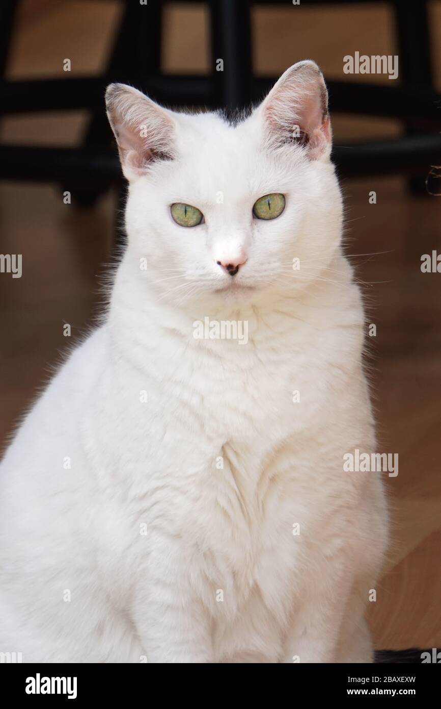 Green Eyed Cat Foto Stock