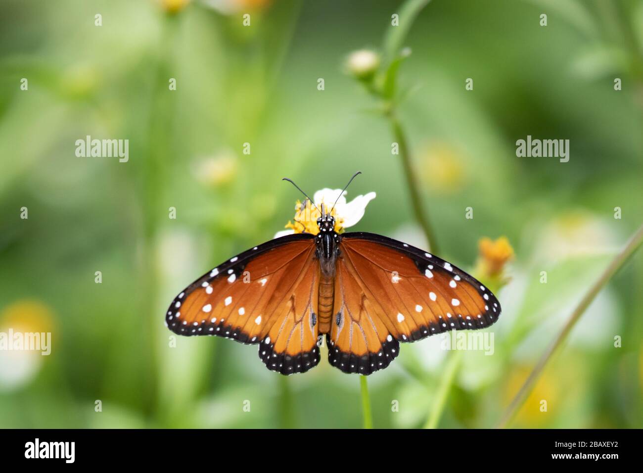 La farfalla regina (Danaus gilippus) è uno di molti insetti che derivano le difese chimiche contro i suoi predatori dalla sua pianta alimentare. Foto Stock