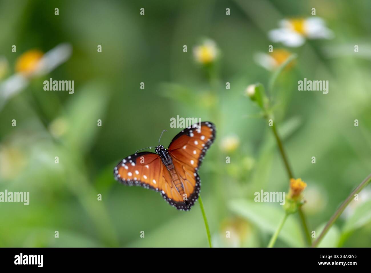 La farfalla regina (Danaus gilippus) è uno di molti insetti che derivano le difese chimiche contro i suoi predatori dalla sua pianta alimentare. Foto Stock