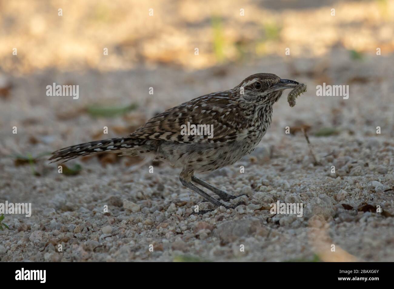 Caccia al Cactus Wren veloce (Campylorhynchus brunneicapillus) Foto Stock
