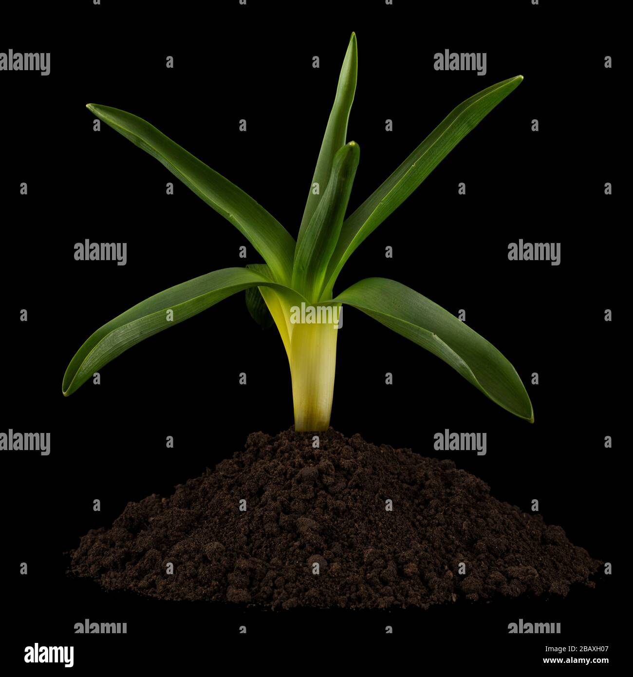 Foglie verdi di iacinto fiore e mucchio di terreno, isolato su sfondo nero Foto Stock