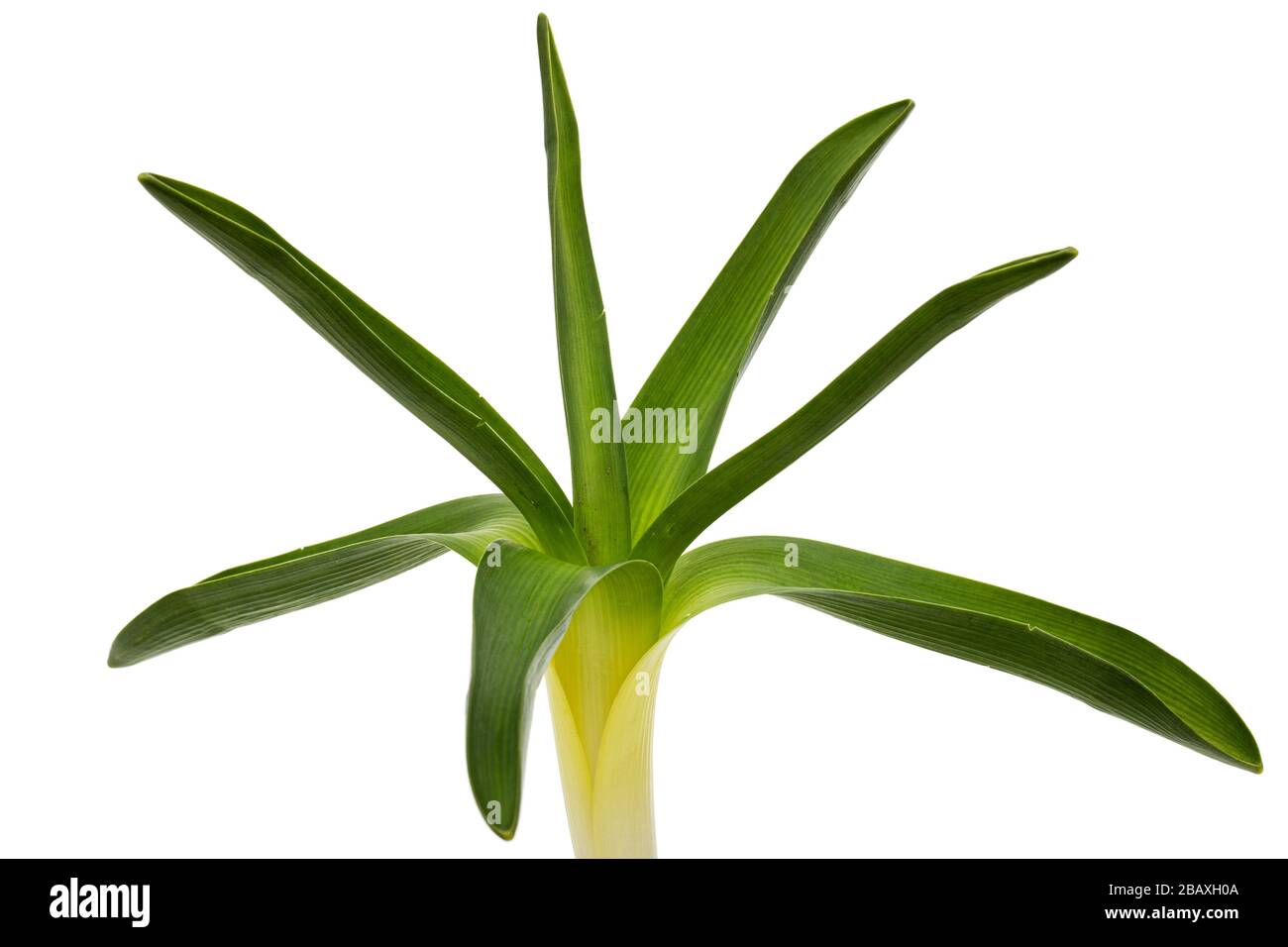 Foglie verdi di iacinto fiore, isolato su sfondo bianco Foto Stock