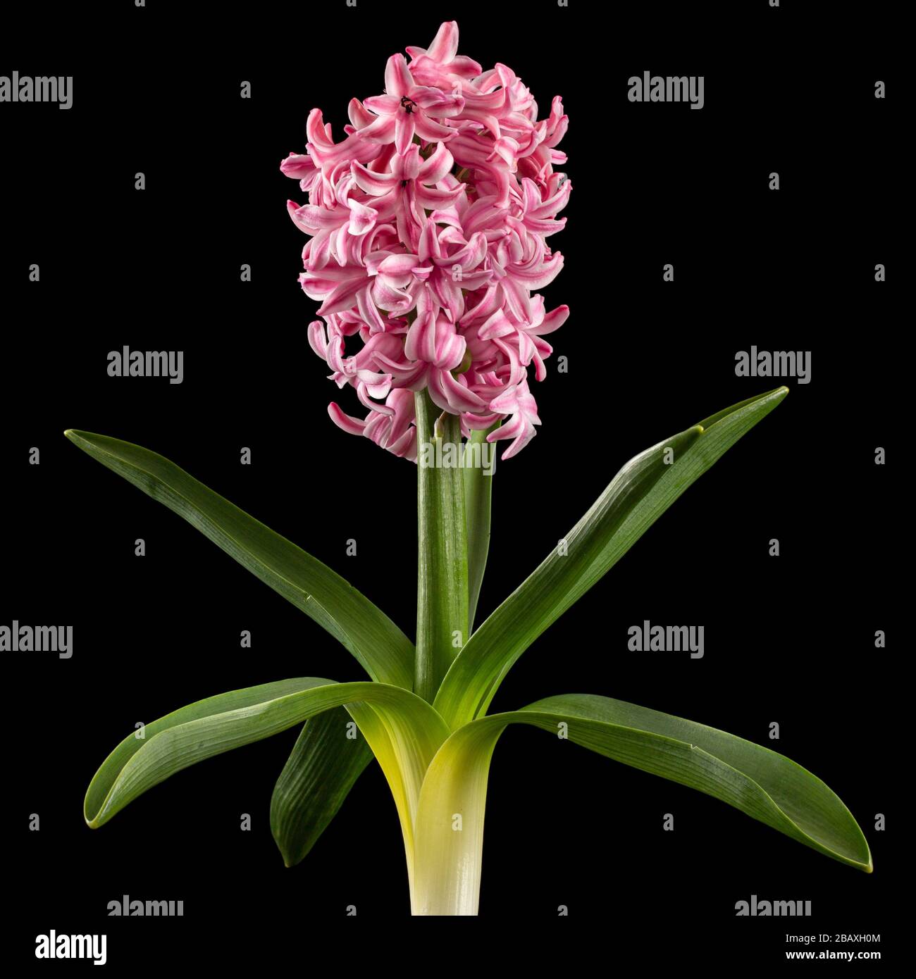 Fiori rosa di giacinto con foglie verdi, isolati su sfondo nero Foto Stock