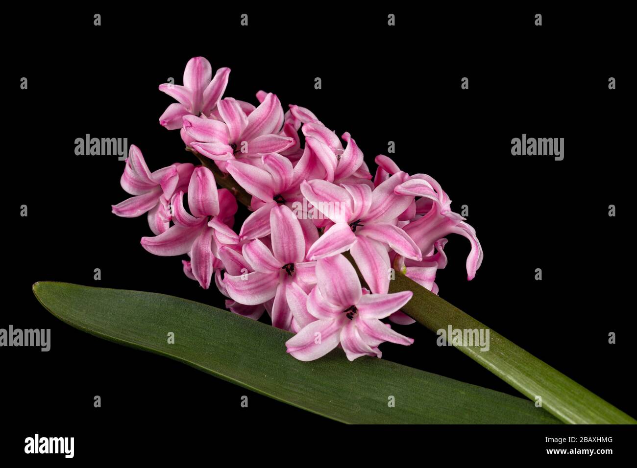 Fiore rosa di giacinto, isolato su sfondo nero Foto Stock