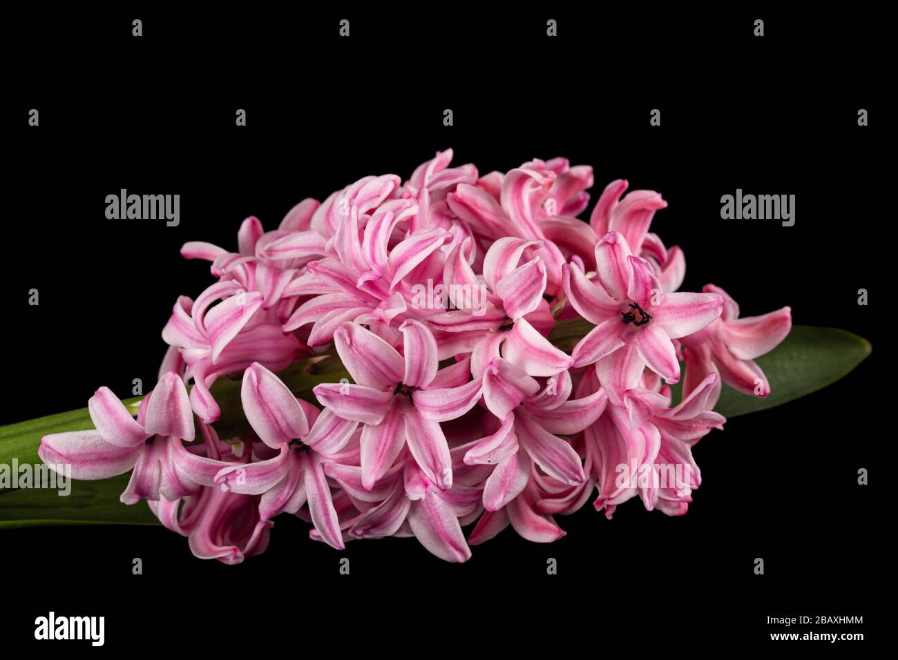 Fiore rosa di giacinto, isolato su sfondo nero Foto Stock