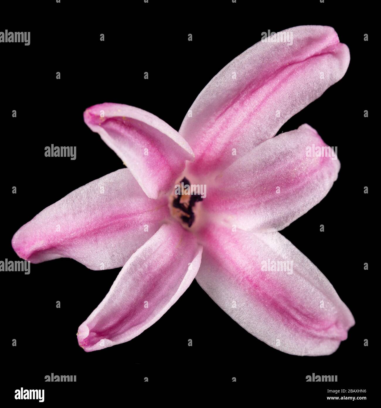 Fiore rosa di giacinto, isolato su sfondo nero Foto Stock