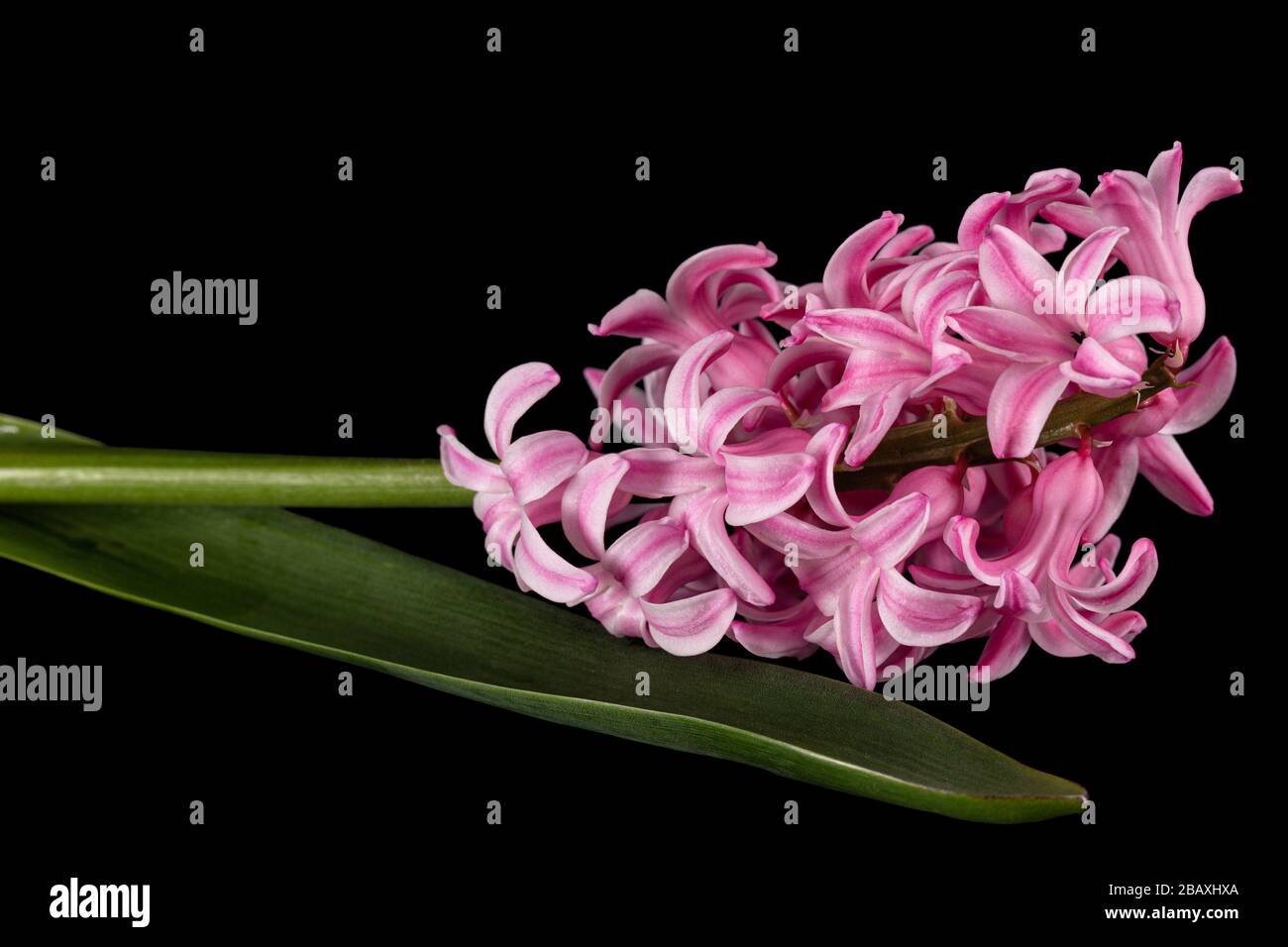 Fiore rosa di giacinto, isolato su sfondo nero Foto Stock