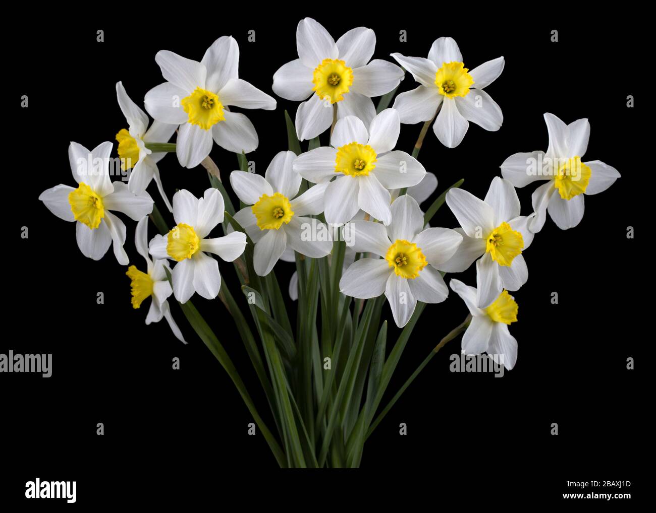 Bouquet di narcisi bianca, isolato su sfondo nero Foto Stock