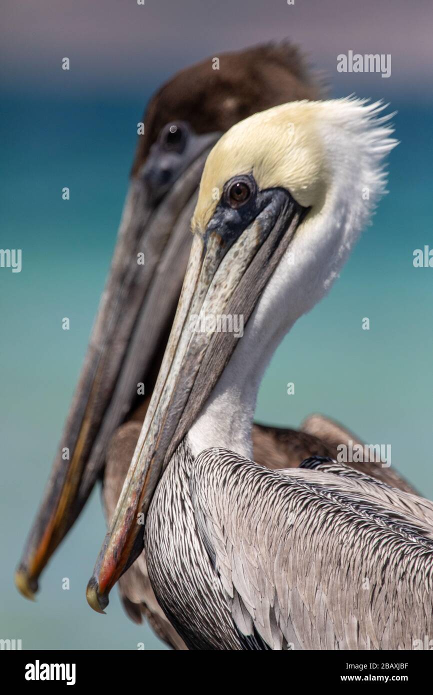 Due generazioni di pellicani marroni, padre e figlio, riposano pacificamente sulla riva Foto Stock