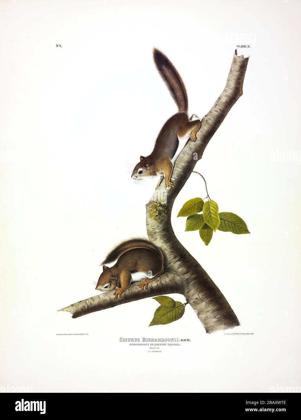 Piastra 5 Squirrel colombiano di Richardson (Squirrel rosso) i Quadrupeds viviparosi del Nord America, John James Audubon, immagine di qualità ad alta risoluzione Foto Stock