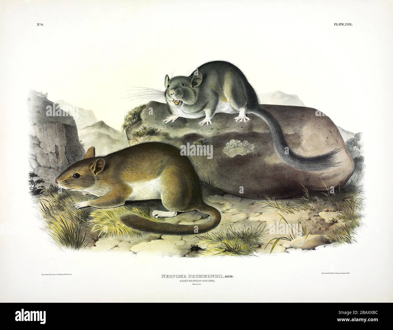 Plate 29 Rocky Mountain Neotoma (Bushy-Coad Wood Rat) i viviparosi Quadrupeds del Nord America, John James Audubon, immagine ad altissima risoluzione Foto Stock