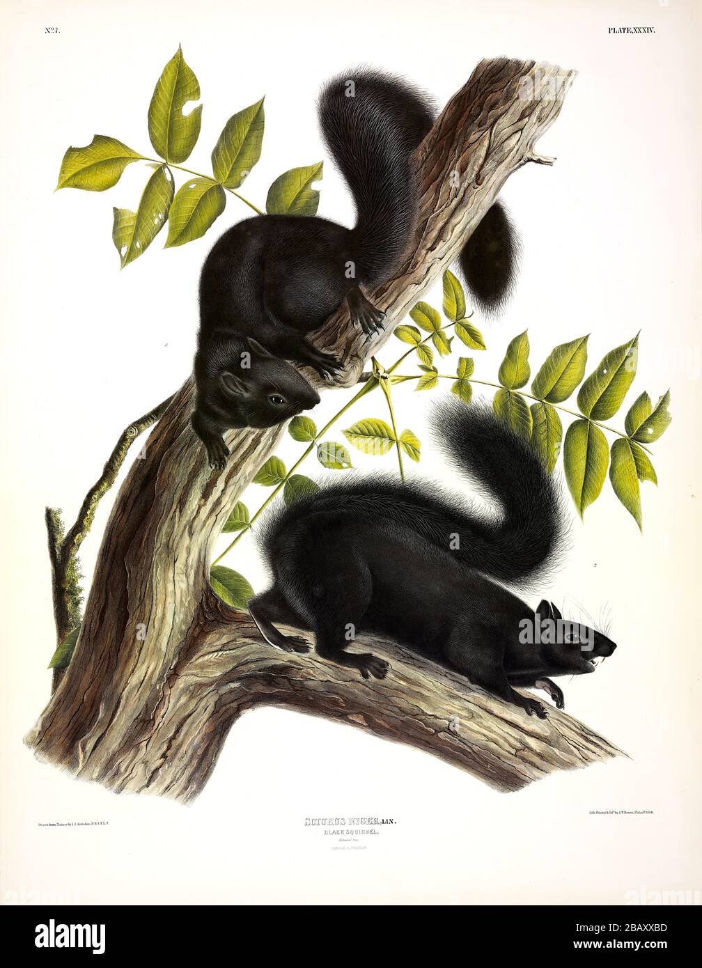 Piastra 34 Squirrel nero (variante scoiattolo grigio orientale) i Quadrupie viviparosi del Nord America John James Audubon, immagine di qualità ad alta risoluzione Foto Stock