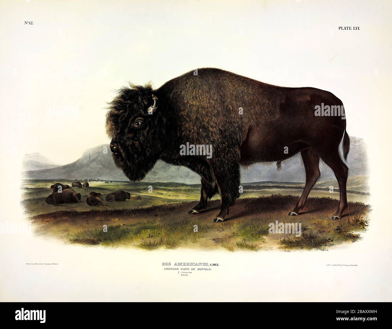 Piatto 56 americano Bison, o Buffalo, maschio (Bos Americanus) dal viviparous Quadrupeds del Nord America, John James Audubon, immagine ad alta risoluzione Foto Stock