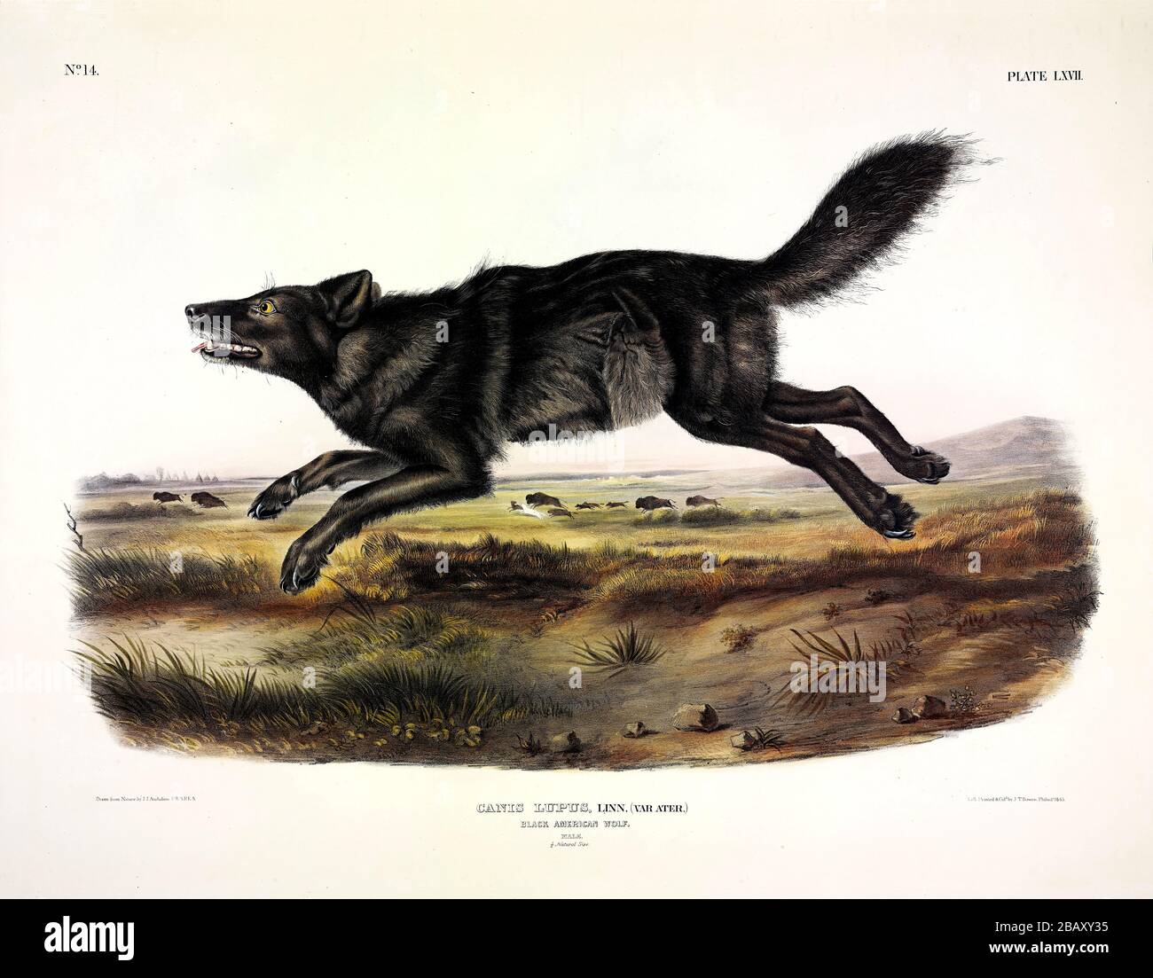 Plate 67 Black American Wolf (Canis lupus ater) The viviparous Quadrupeds of North America, John James Audubon, High resolution edited image Foto Stock
