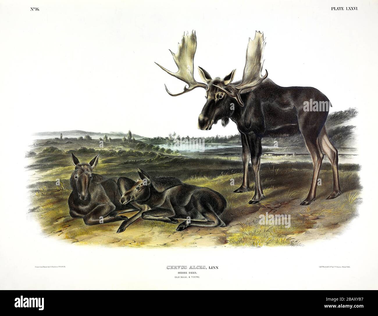 Piastra 76 Moose Deer (Cervus Alces) dai viviparosi Quadrupeds del Nord America, John James Audubon, immagine a editing di altissima risoluzione e qualità Foto Stock