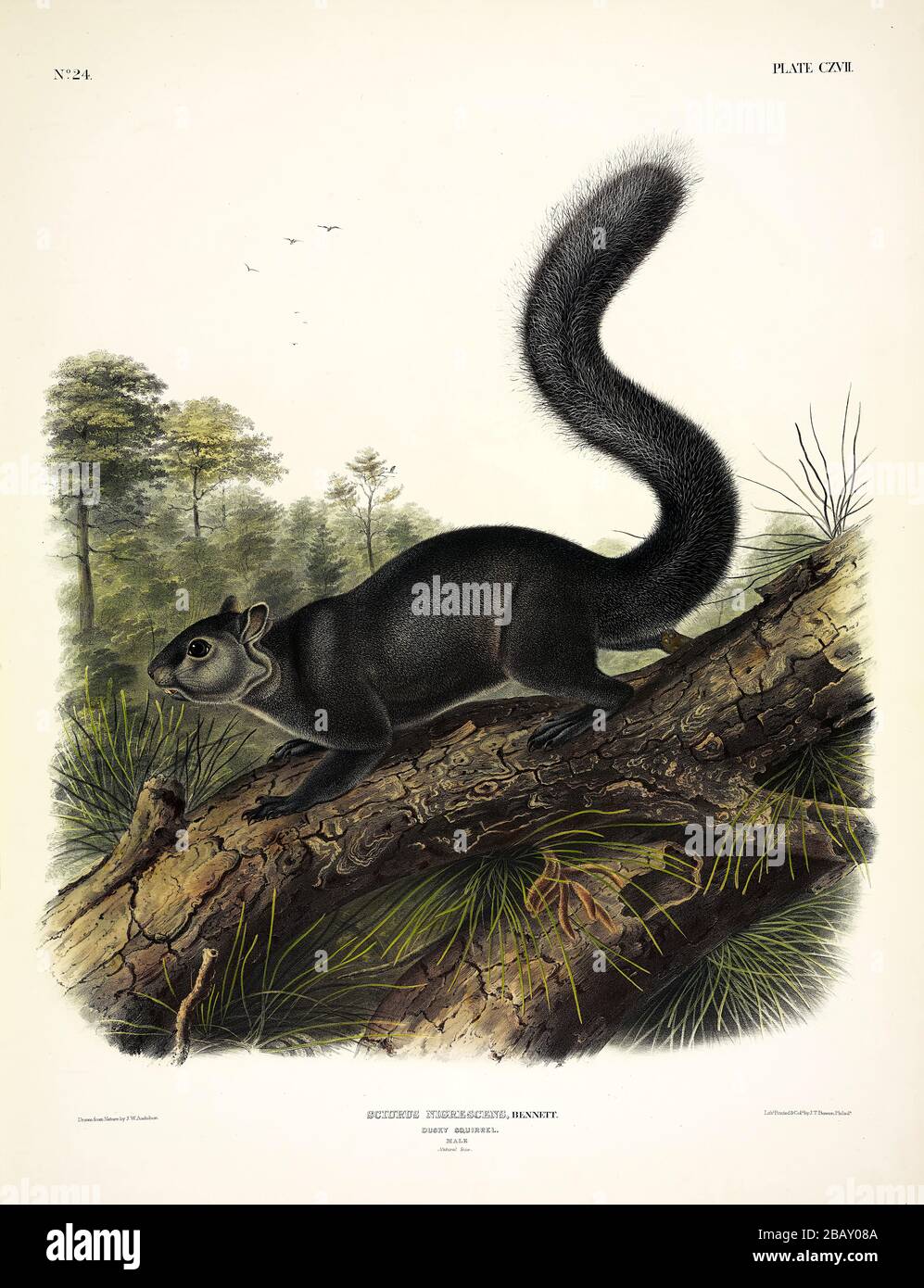 Piastra 117 Squirrel Dusky (Rosso-belled o Messicano Squirrel grigio) i Quadrupie viviparous del Nord America, John James Audubon, immagine ad alta risoluzione Foto Stock