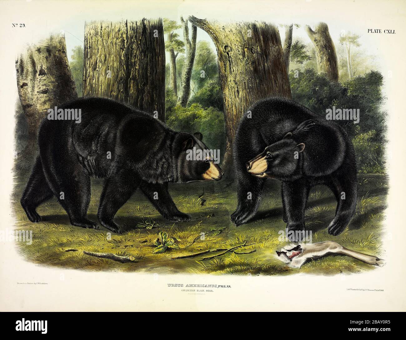 Piastra 141 American Black Bear (Ursus Americanus) i viviparosi Quadrupeds del Nord America, John James Audubon, immagini di qualità ad altissima risoluzione Foto Stock