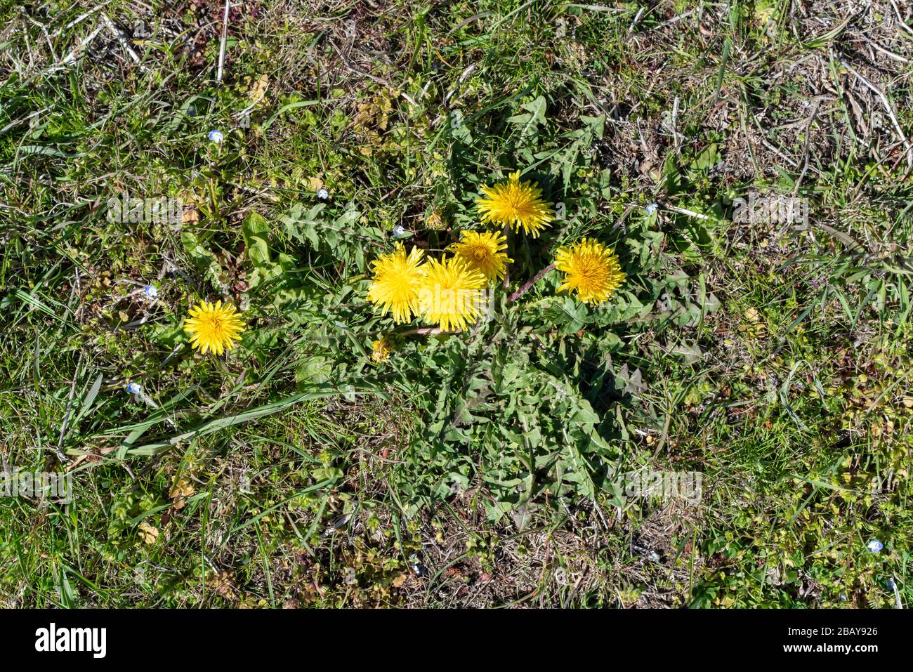 Dente di leone, Sakitama antico parco tomba, città di Gyoda, Prefettura di Saitama, Giappone Foto Stock
