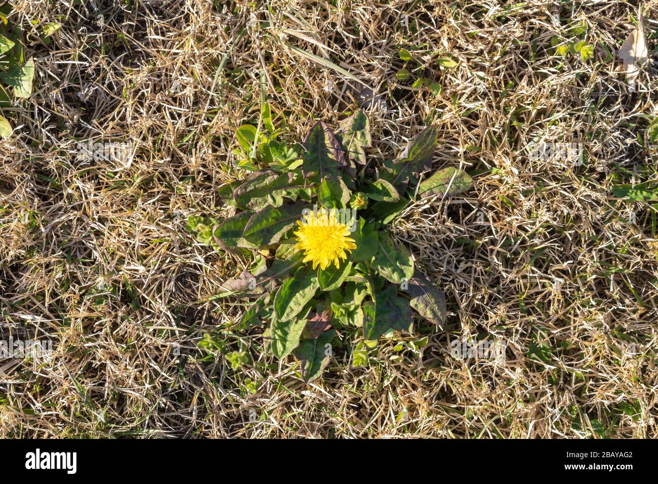 Dente di leone, Sakitama antico parco tomba, città di Gyoda, Prefettura di Saitama, Giappone Foto Stock