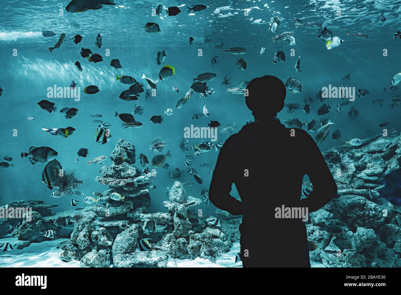 Un uomo che guarda i pesci nell'acquario Foto Stock