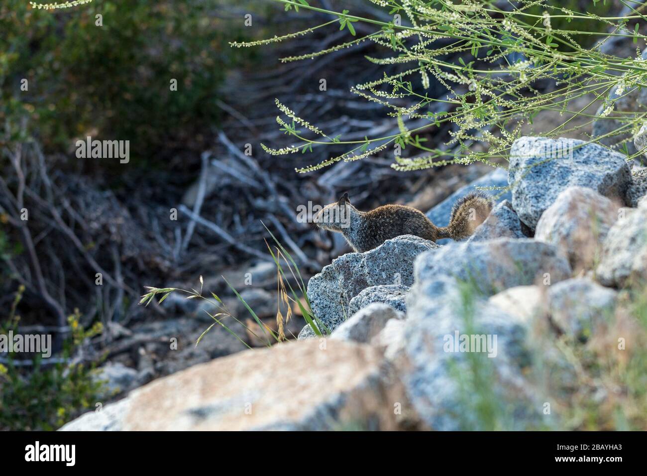 Scoiattolo grigio che tiene l'orologio sulle rocce vicino ad un sentiero a piedi Foto Stock