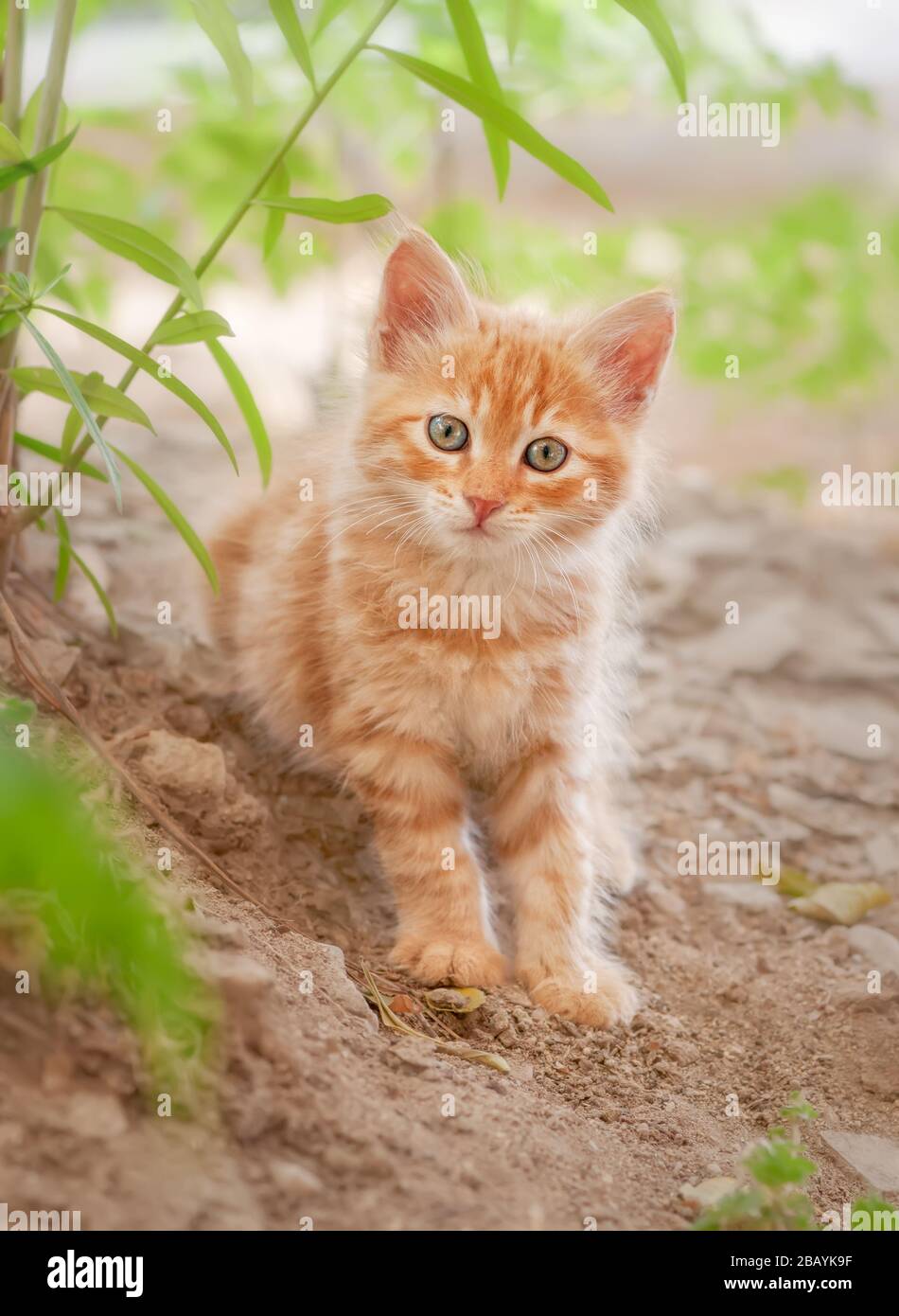 Carino longhaired rosso tabby kitten che posano in un giardino, il giovane gatto lanuginoso che guarda curiosamente con occhi meravigliosi colorati, Cipro Foto Stock