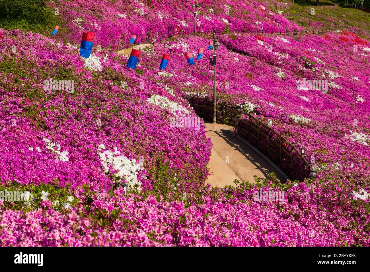 Immagine orizzontale di lanterna di carta in un campo di fiori di azalea viola in Corea del Sud. Foto Stock
