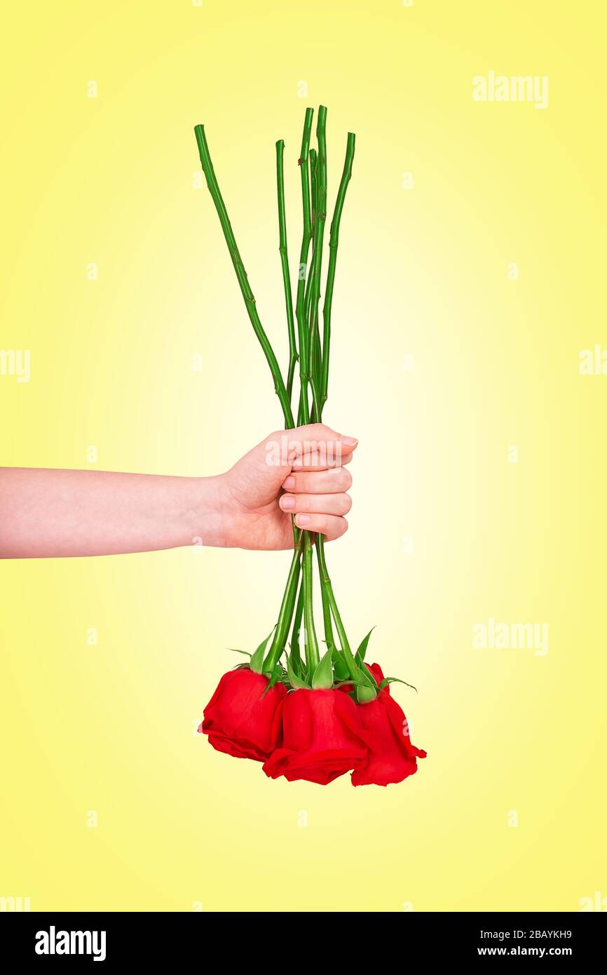 Crisi nello sviluppo di negozi di fiori e fiori. Bouquet invertito di rose rosse fresche in mano. Isolato su sfondo giallo. Foto Stock